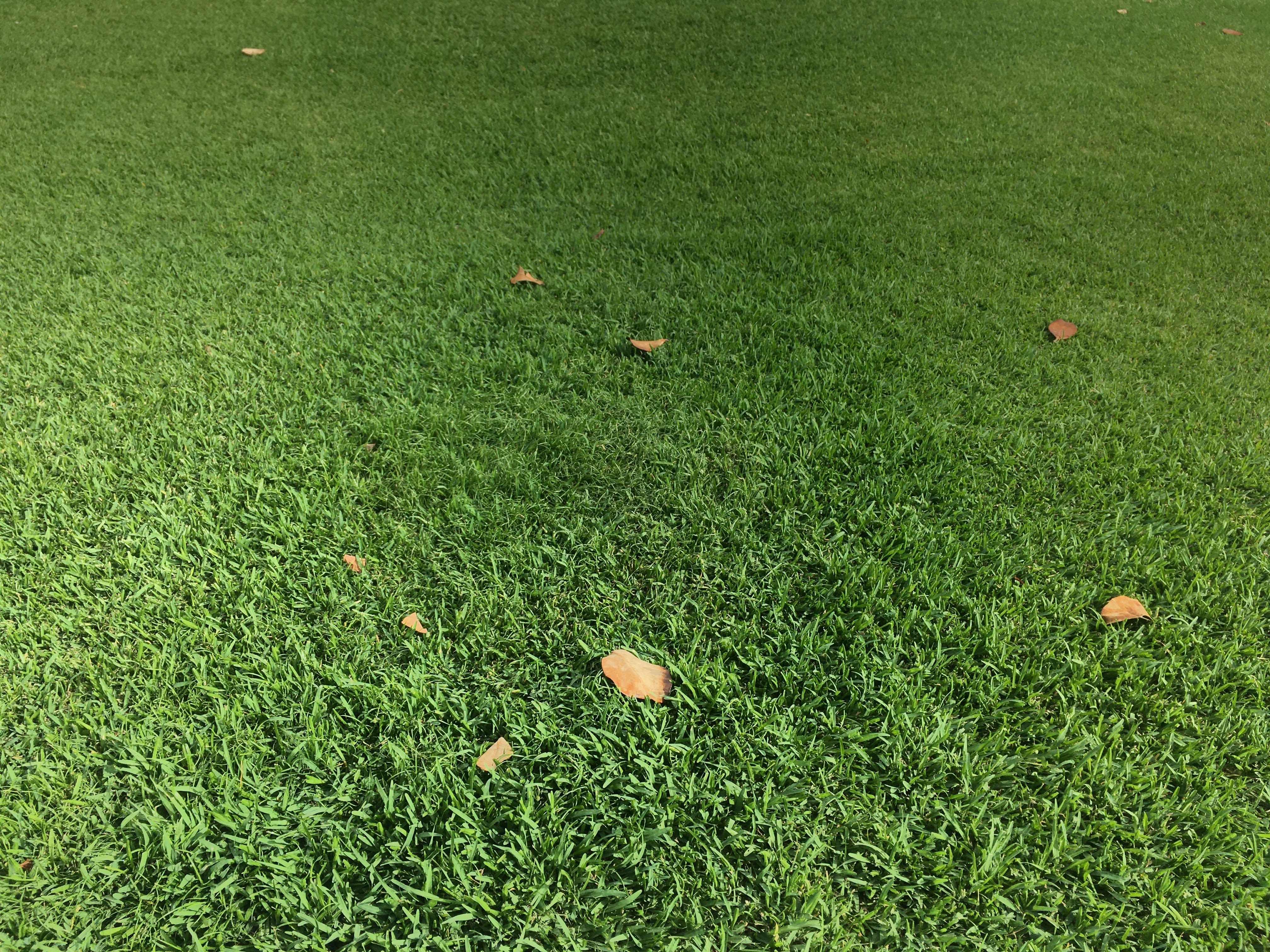 Zaya's Landscaping work