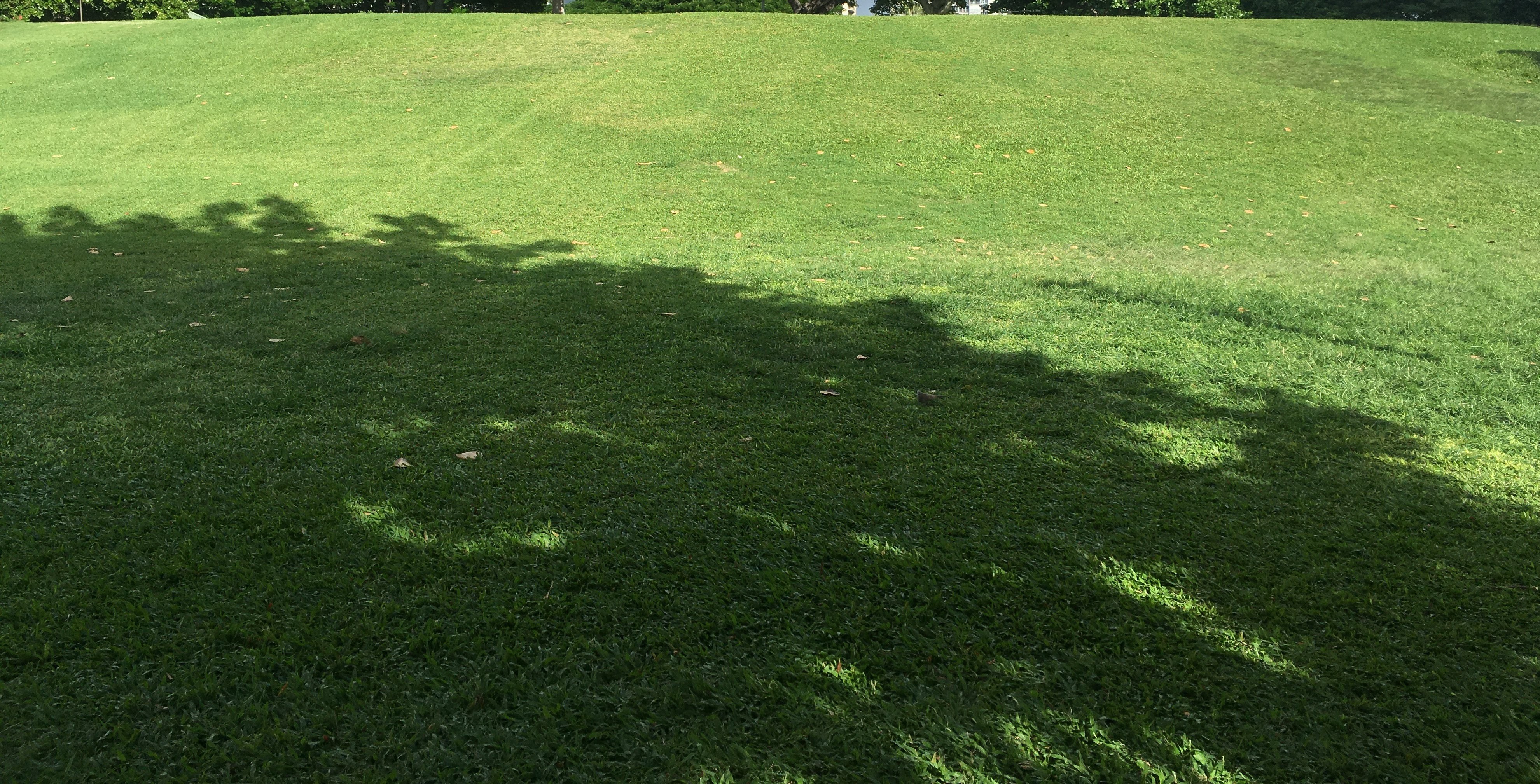 Zaya's Landscaping work