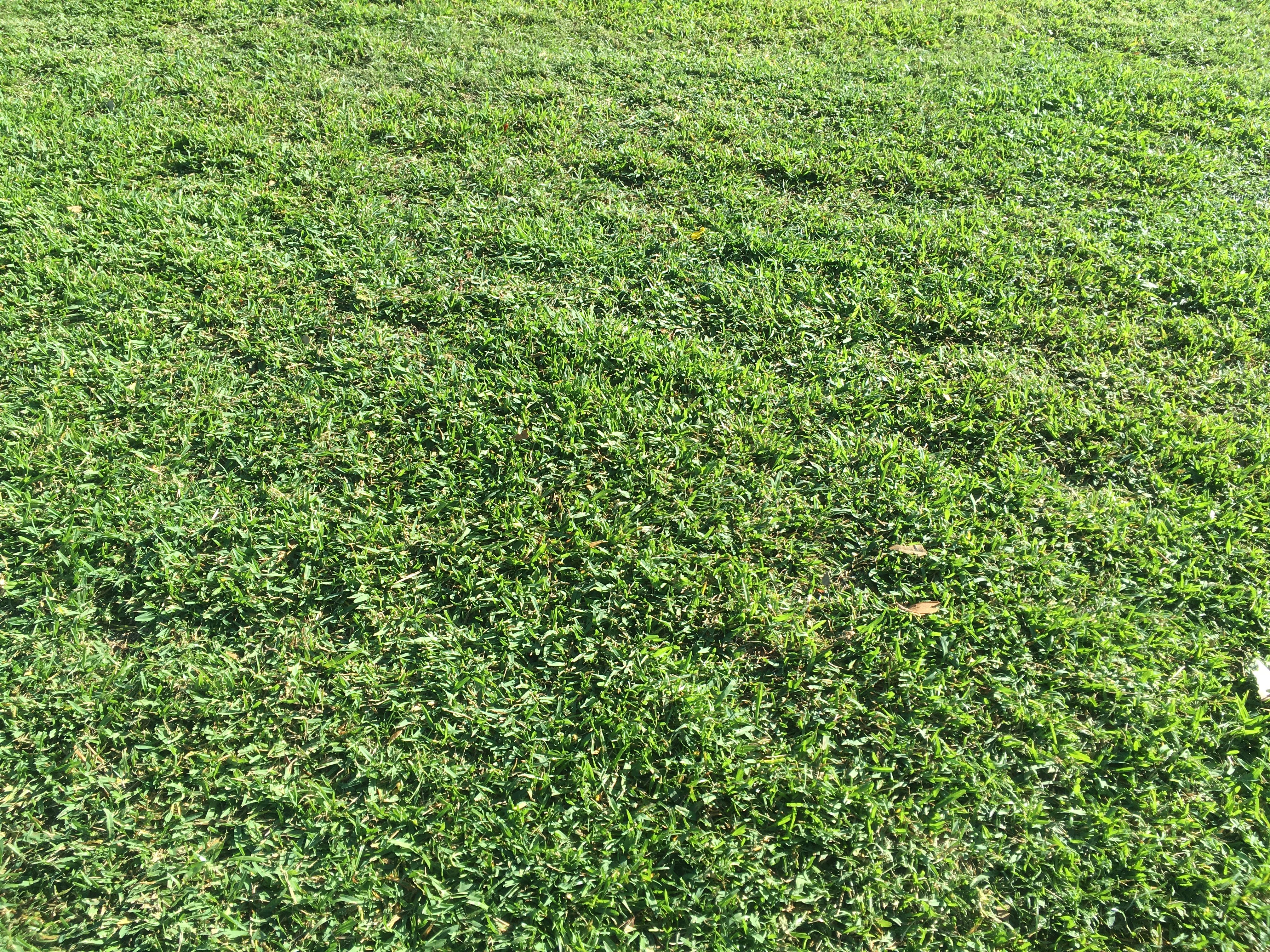 Zaya's Landscaping work
