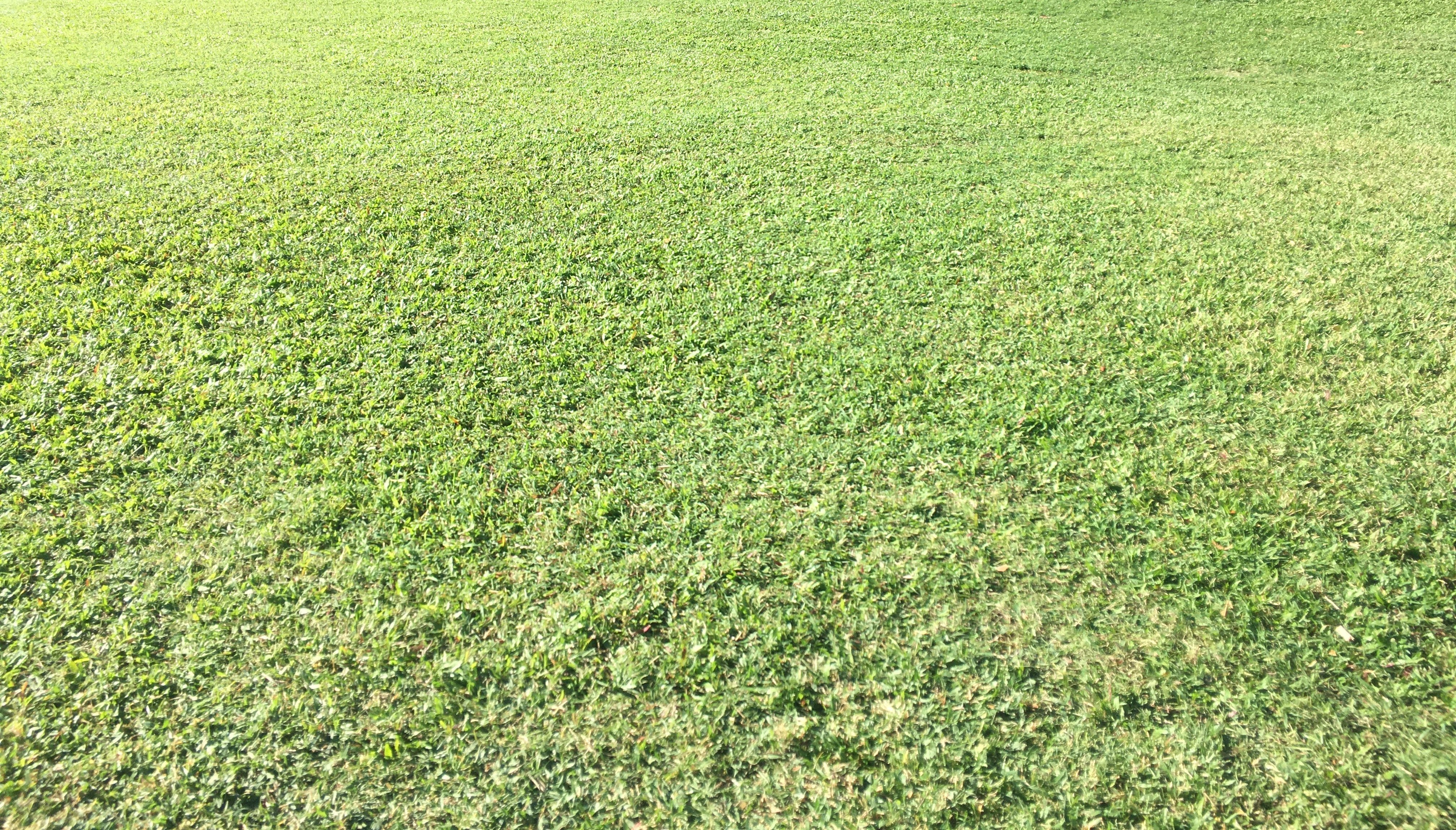 Zaya's Landscaping work